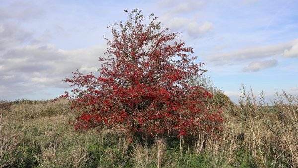 Natuurbeleving rust ontspanning wandelen natuurervaring welzijn vitaliteit gezondheid plezier aandacht verwondering wandelcoach Den Haag