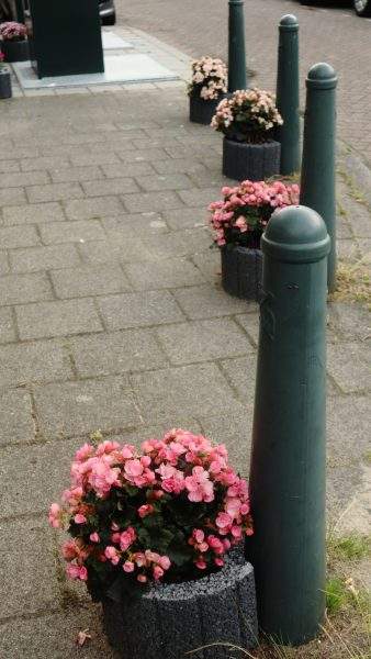 groene stoep duurzaam Den Haag guerilla gardening groen stoepplanten tegelwippen steenbreek boomspiegel geveltuin bloemen zaadjes natuur