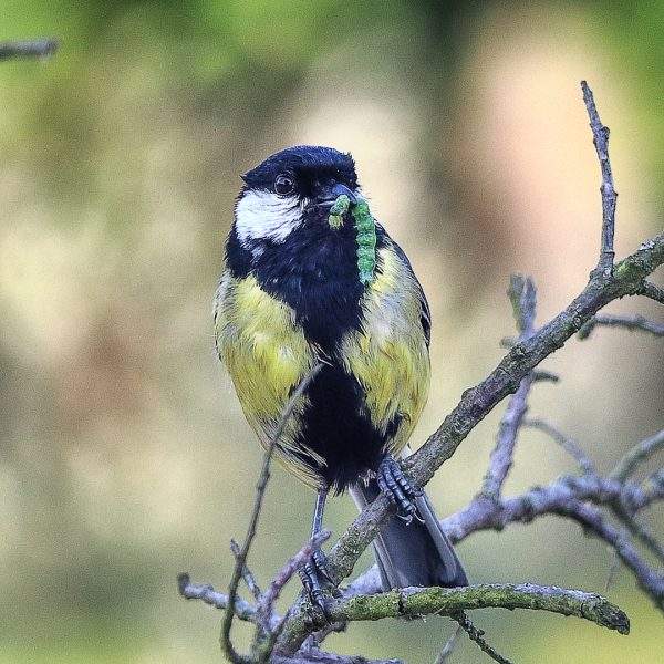 boswandeling vogels maken gelukkig wandelcoach