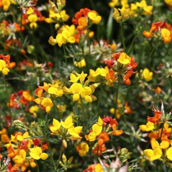 Wilde bloemen langs de weg geven kleur, vreugde en plezier voor oog en ziel