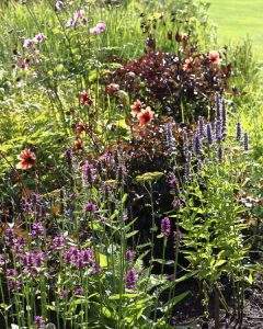 kleuren in de natuurtuin tuinieren plezier welzijnFlourishing, bloei  en groei