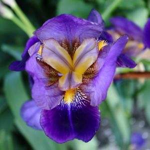 iris