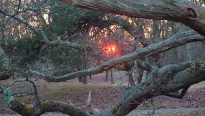 zonsondergang bomen bos