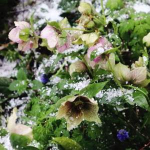 helleborus sneeuw voorjaarsbloeiers