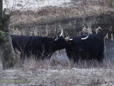 schotse hooglanders likken elkaar "grooming" grazers
