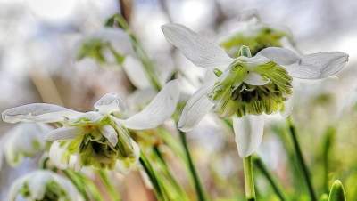 sneeuwklokjes (Flore pleno) voorjaarsbloeiers