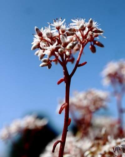 sedum stoep groener den haag